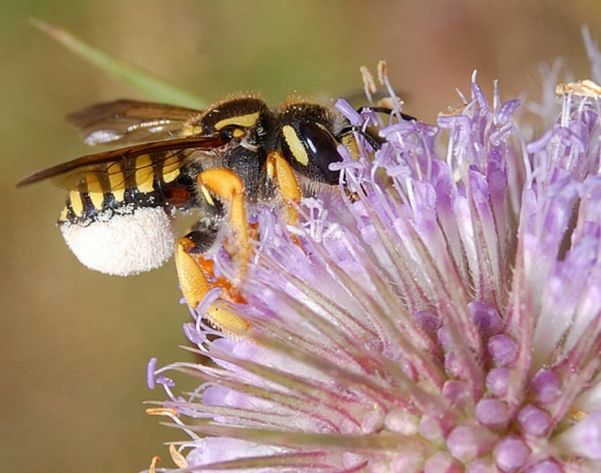 OSMIA - Journal - Revue - abeilles / bees / Hymenoptera / hyménoptères